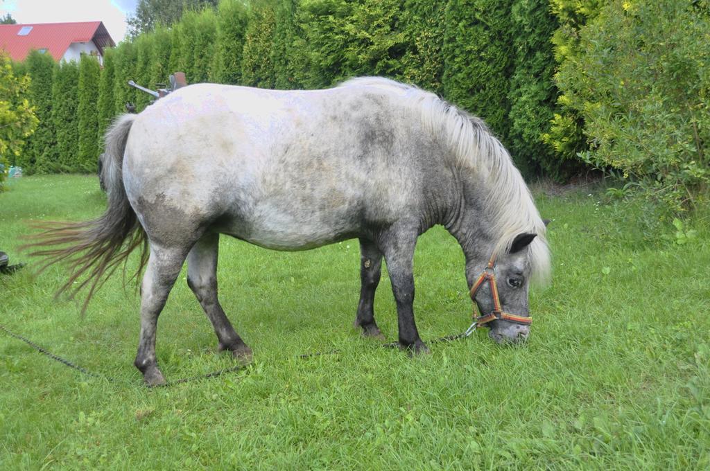 Ziolowa Dolina Opolznevoye Bagian luar foto