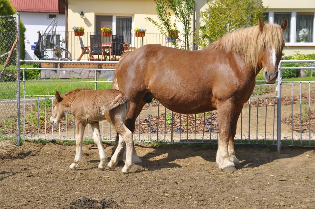 Ziolowa Dolina Opolznevoye Bagian luar foto