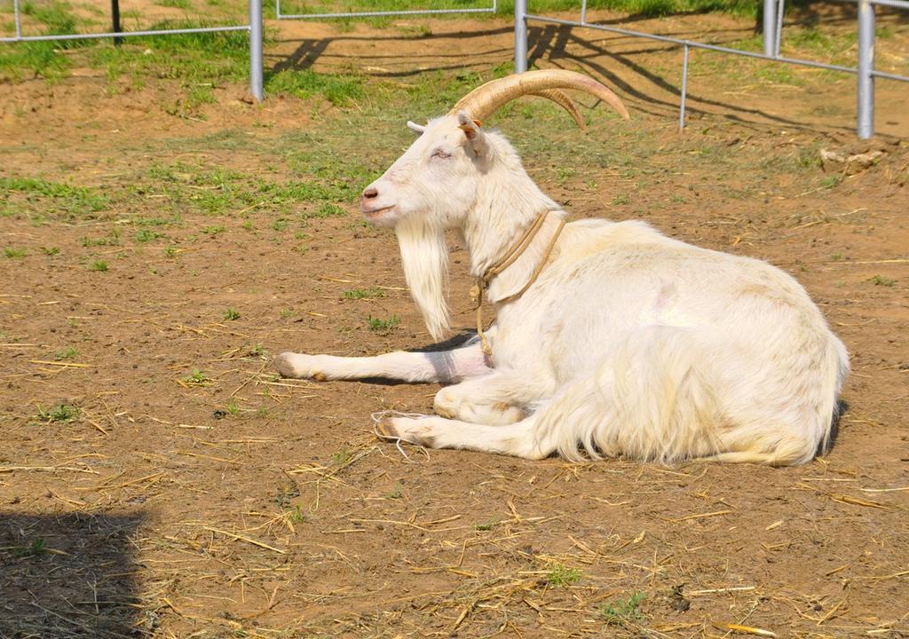 Ziolowa Dolina Opolznevoye Bagian luar foto