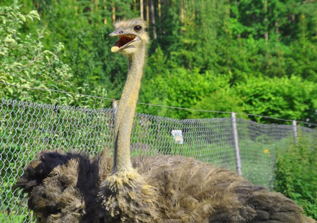Ziolowa Dolina Opolznevoye Bagian luar foto